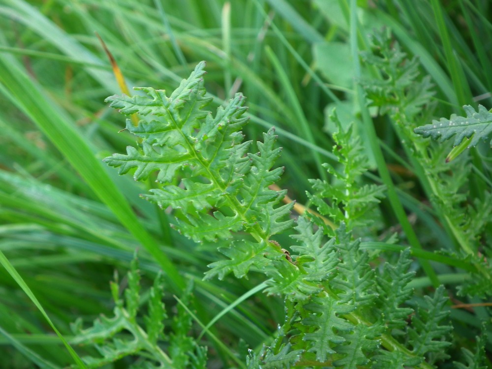 Pedicularis da id. 4 .- Pedicularis elongata